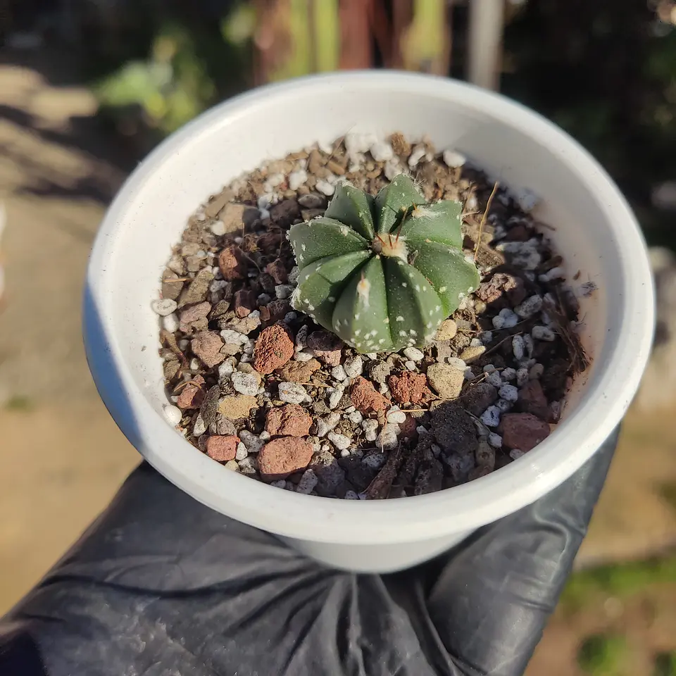 Astrophytum asterias X capricorne 1