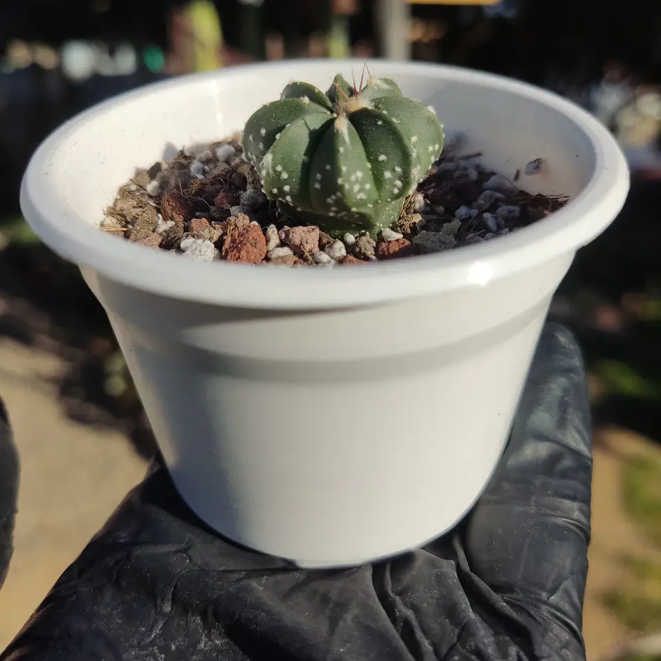 Astrophytum asterias X capricorne 2