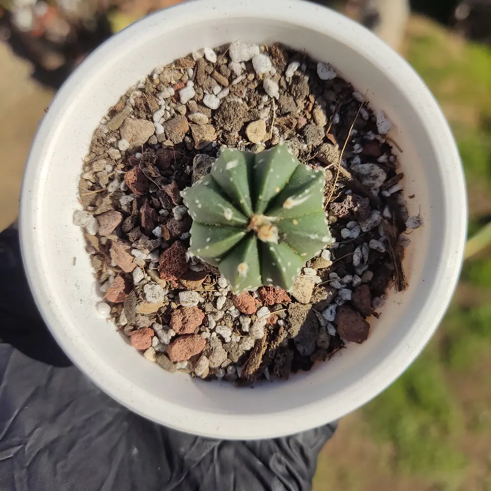 Astrophytum asterias X capricorne 3