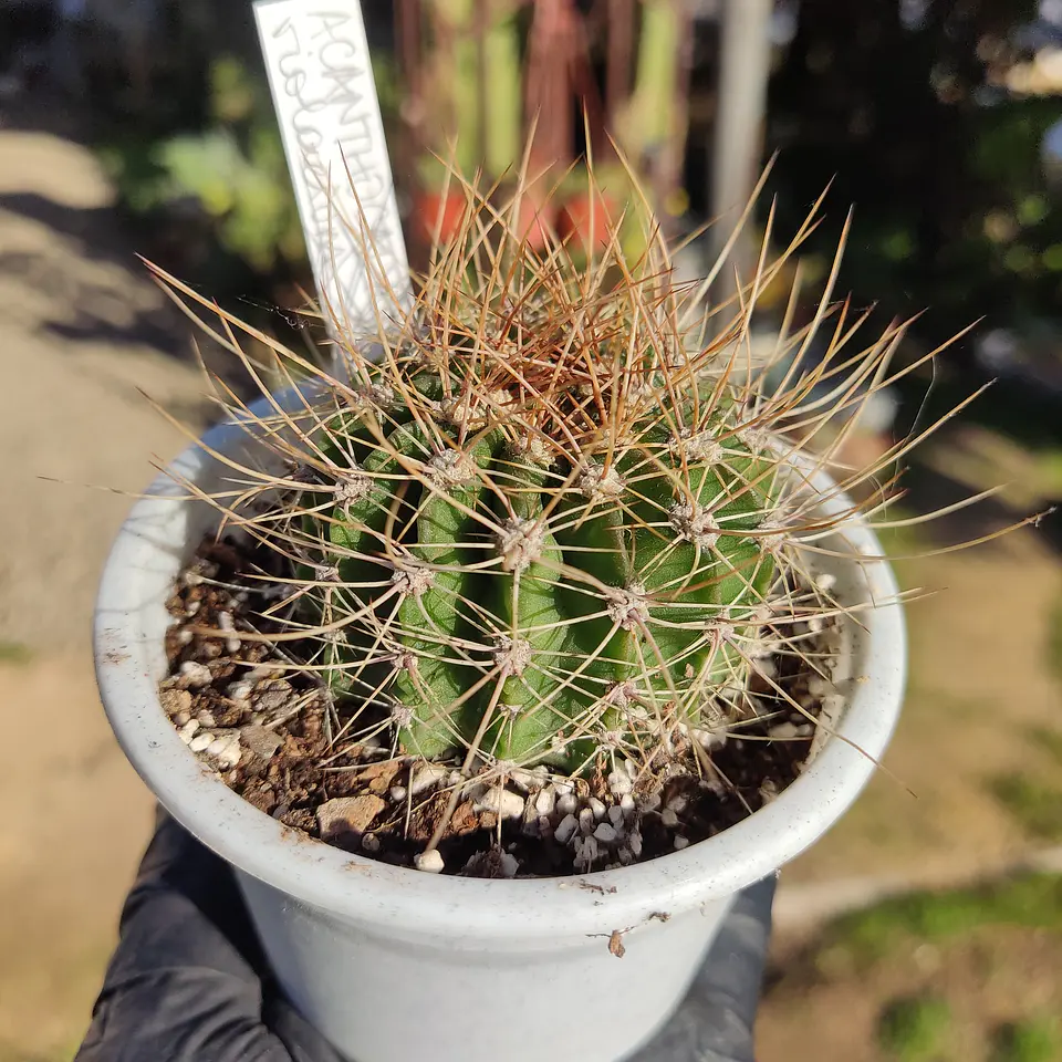 Acanthocalycium violaceum 1