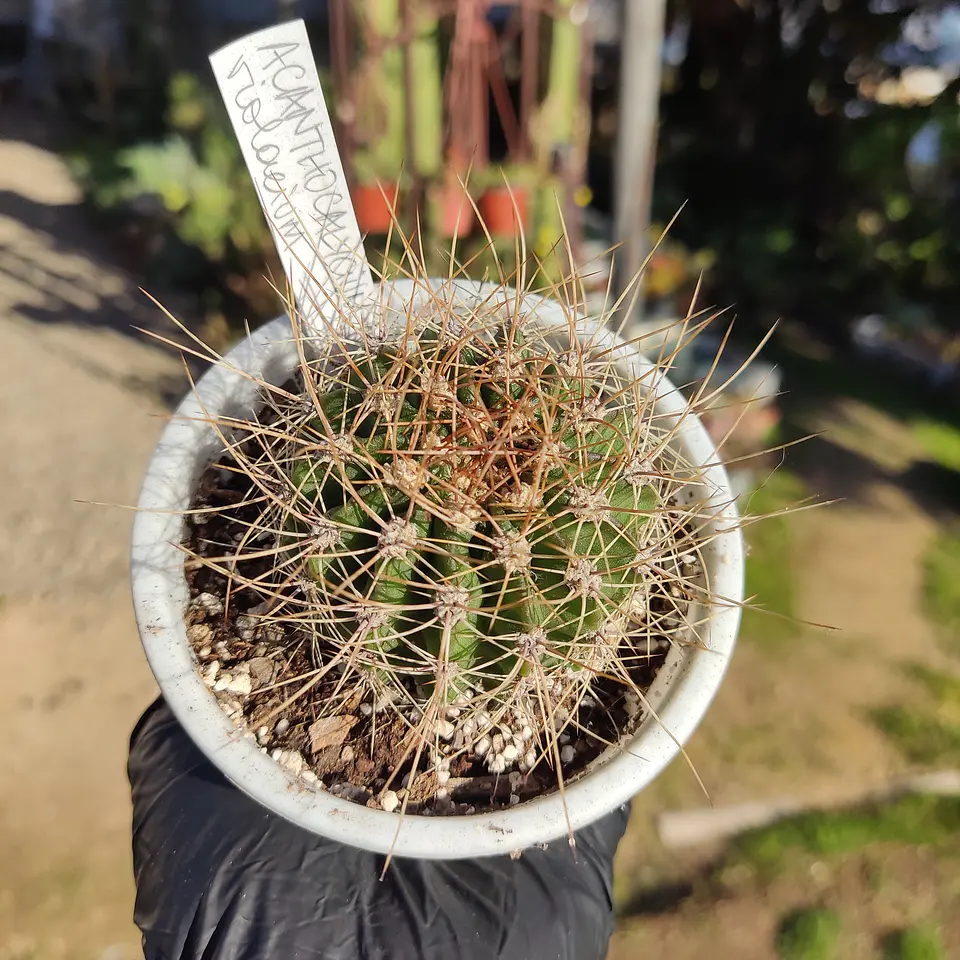 Acanthocalycium violaceum 2