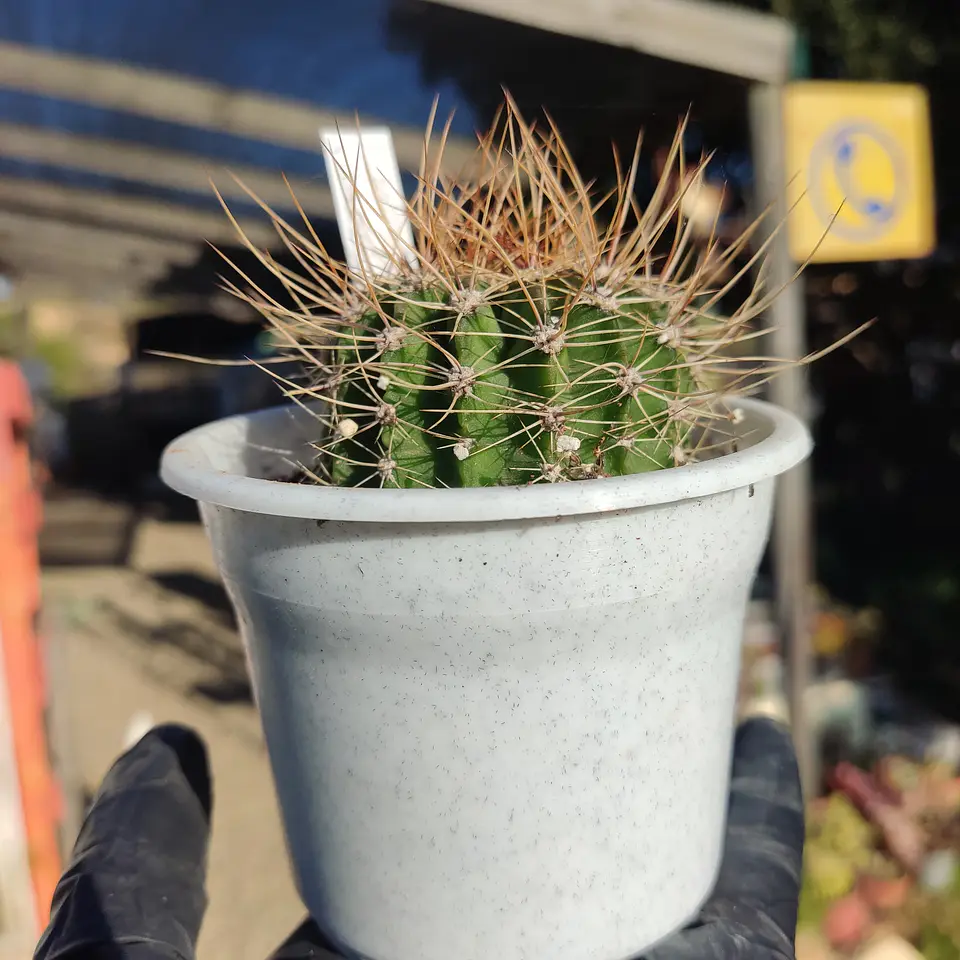 Acanthocalycium violaceum 3