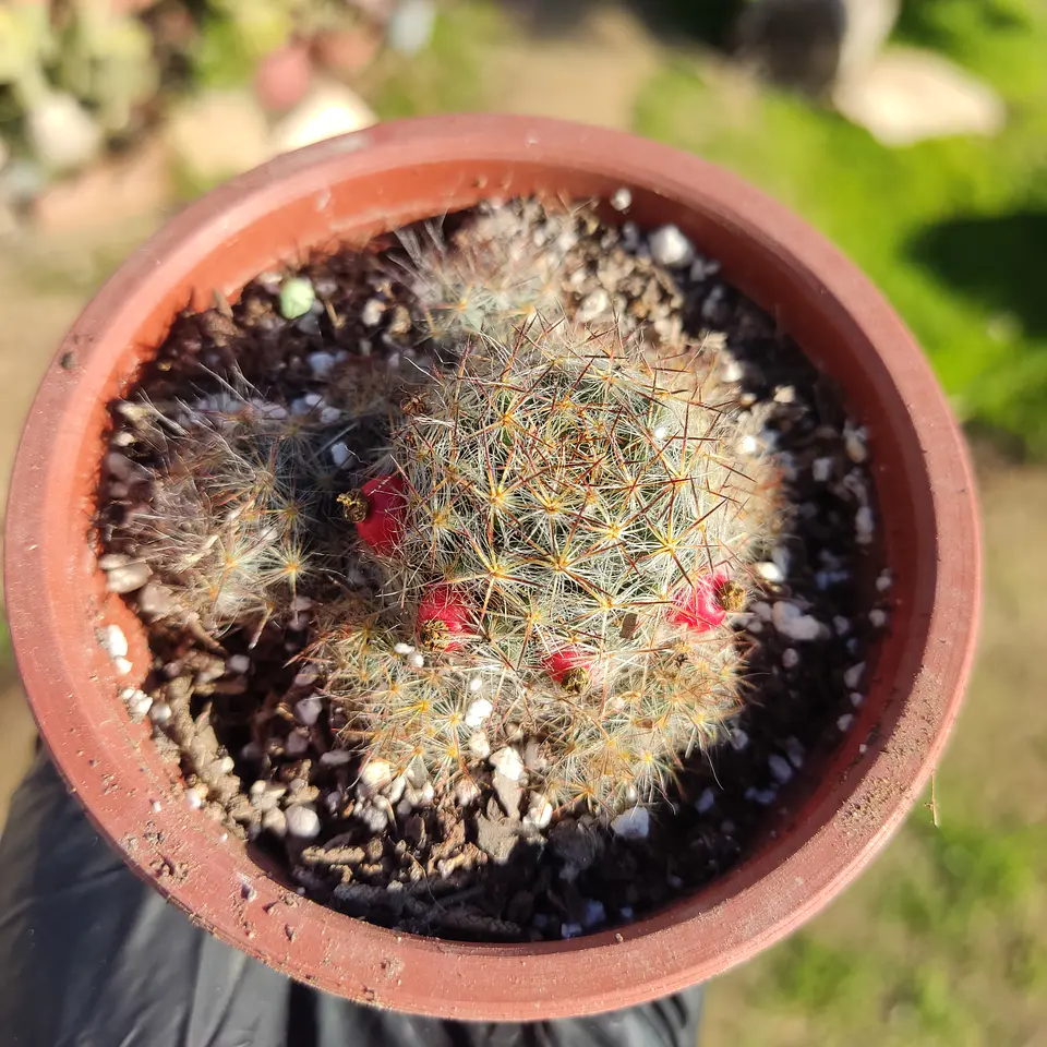 Mammilaria Prolifera 3