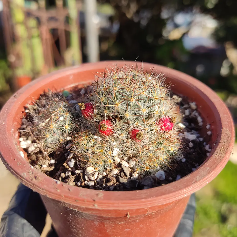 Mammilaria Prolifera 1