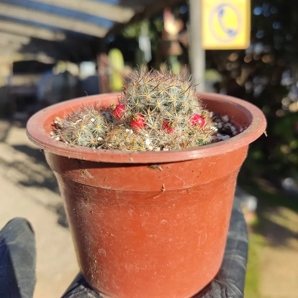 Mammilaria Prolifera 2