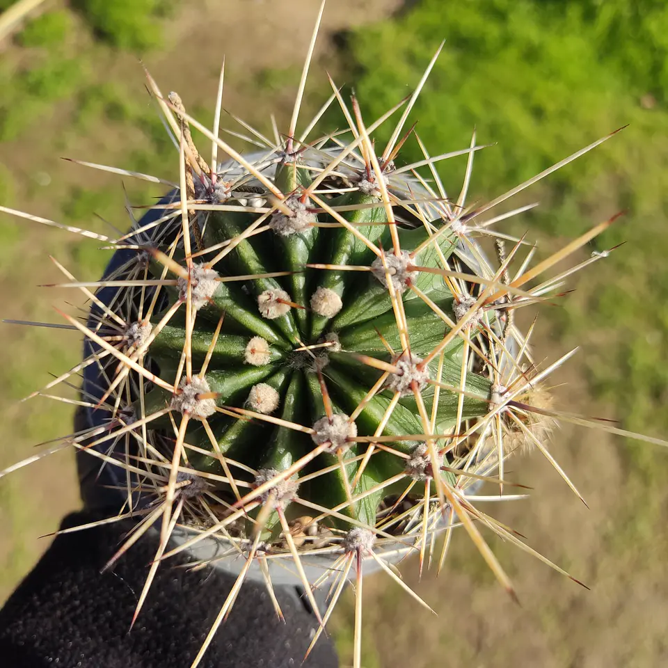 Echinopsis 2