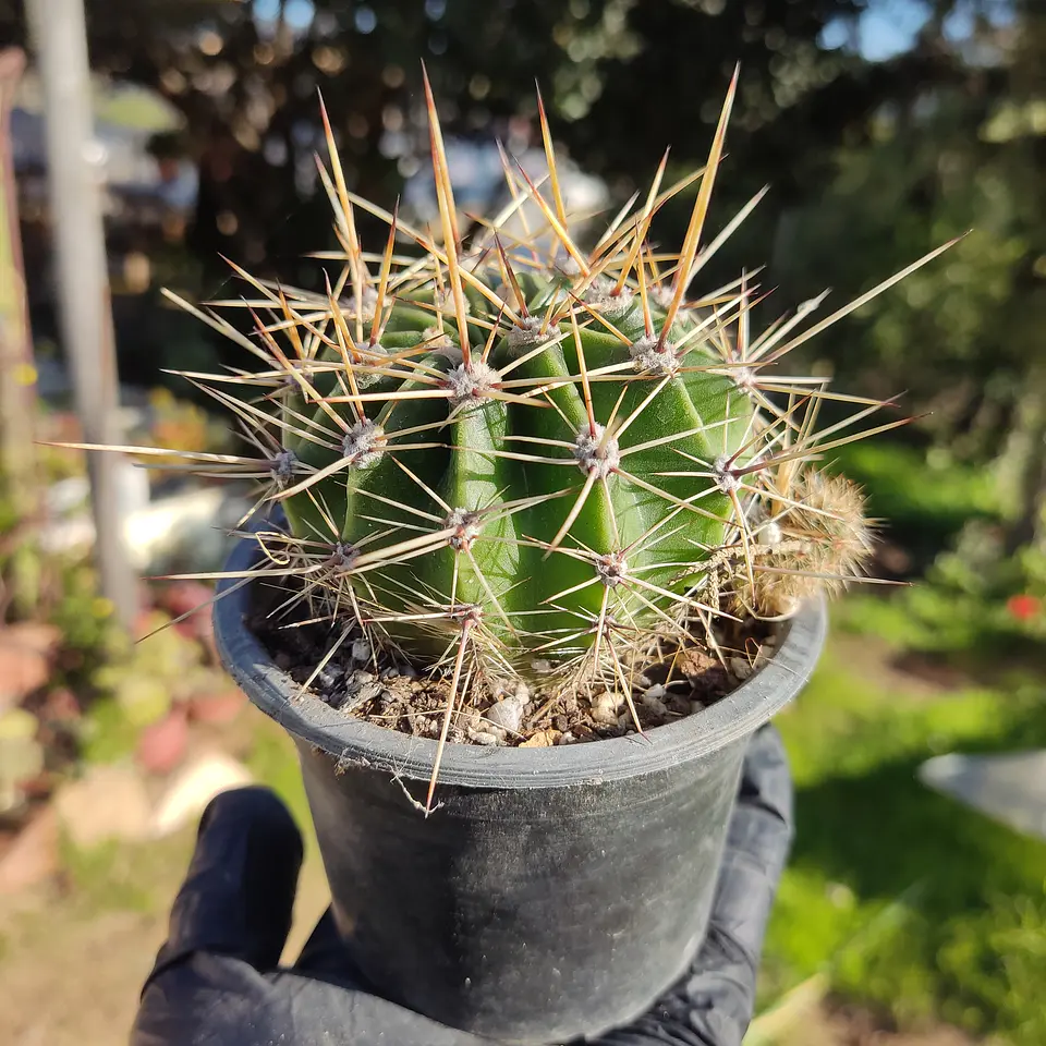 Echinopsis 1