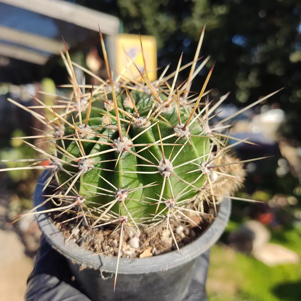 Echinopsis 3