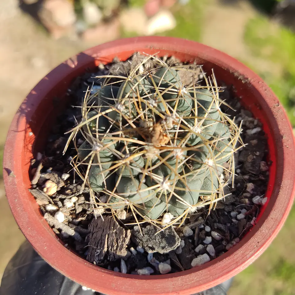 Coryphantha 1