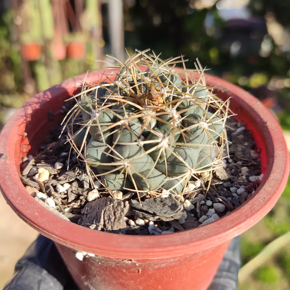 Coryphantha 2