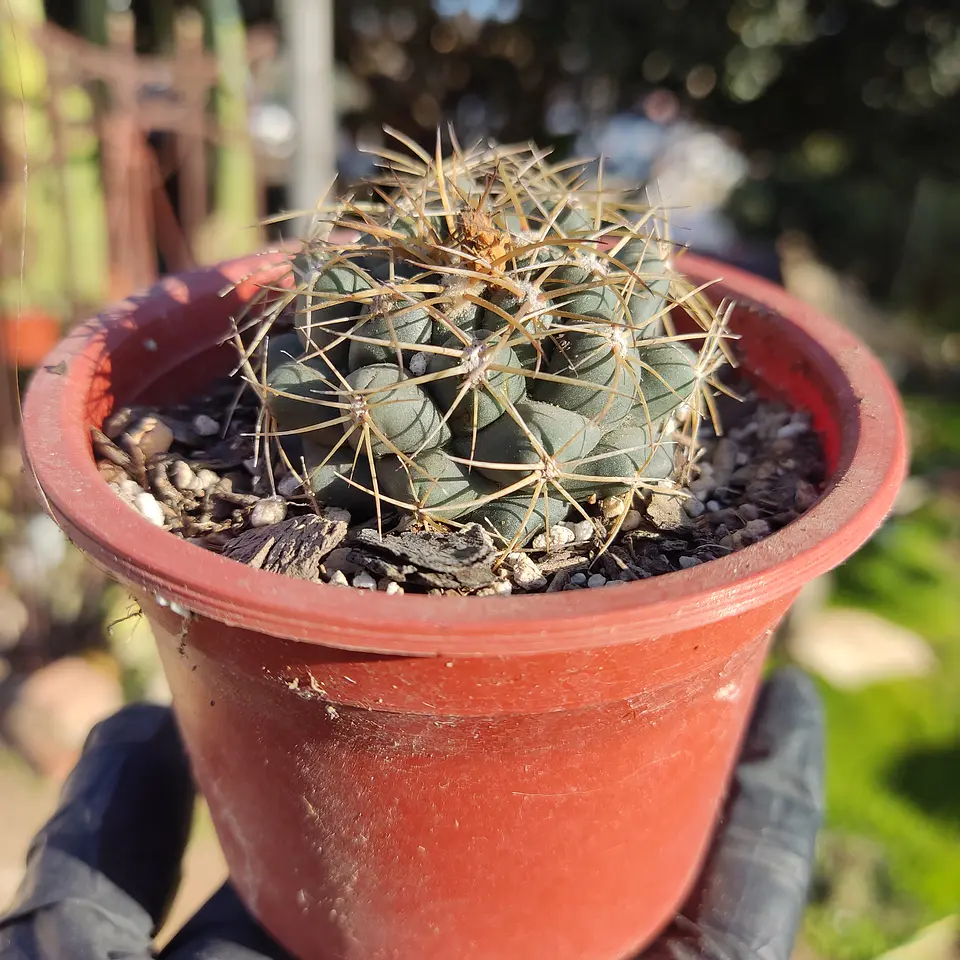 Coryphantha 3
