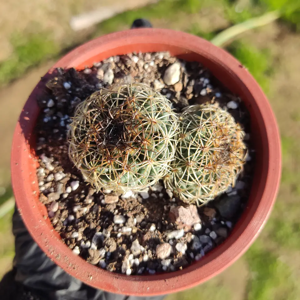 Coryphantha compacta 1