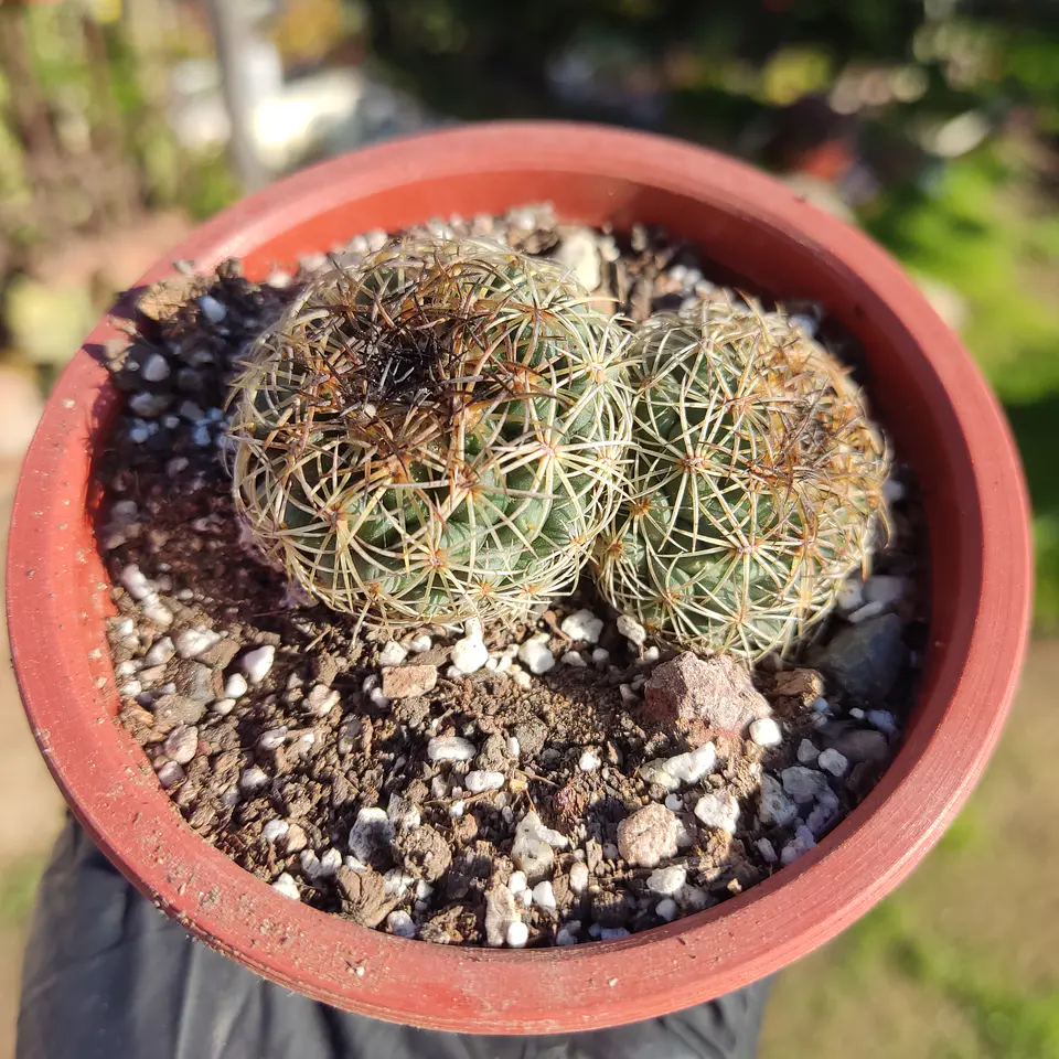 Coryphantha compacta 2