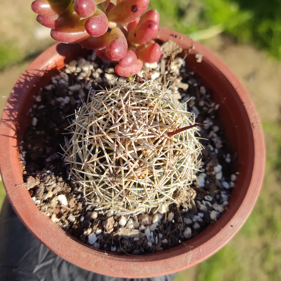 Cactus NN 1