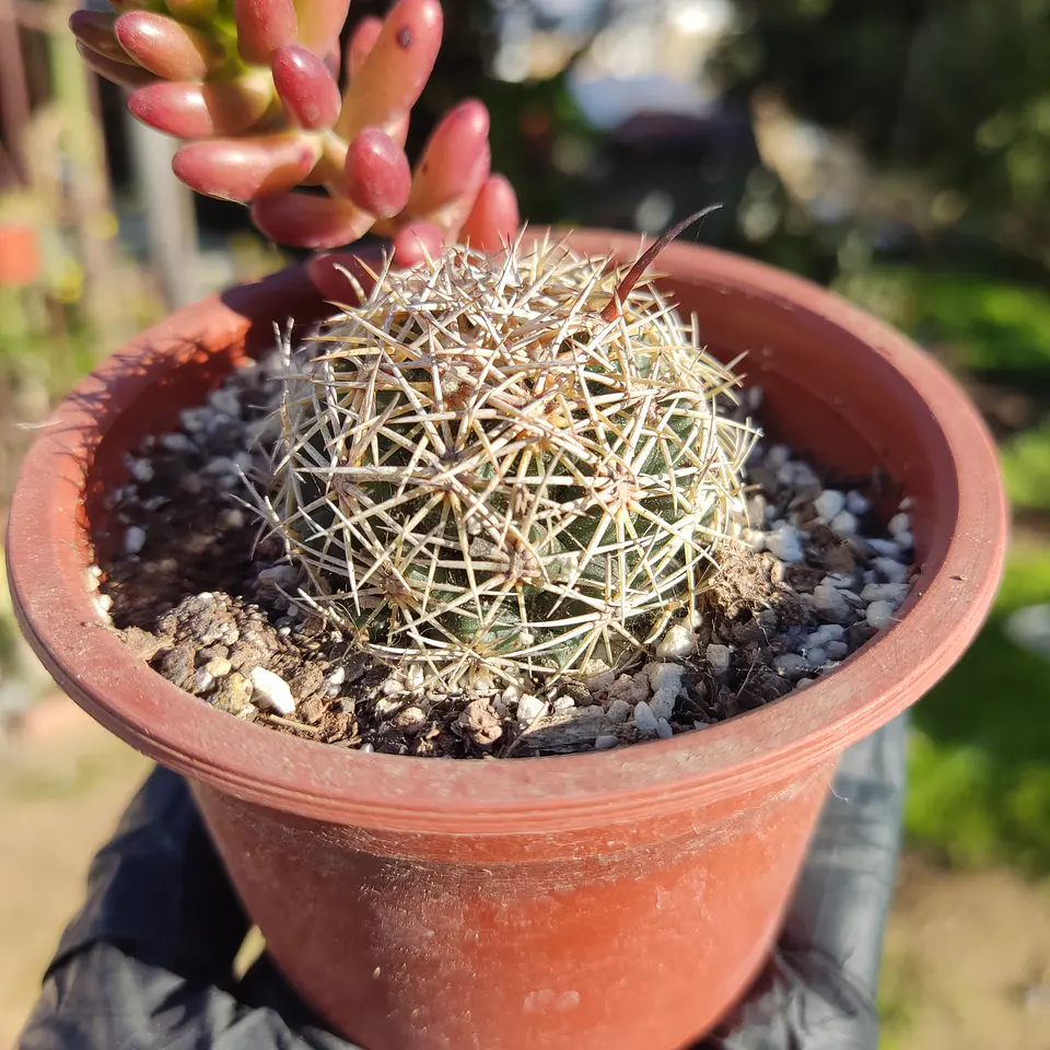 Cactus NN 2