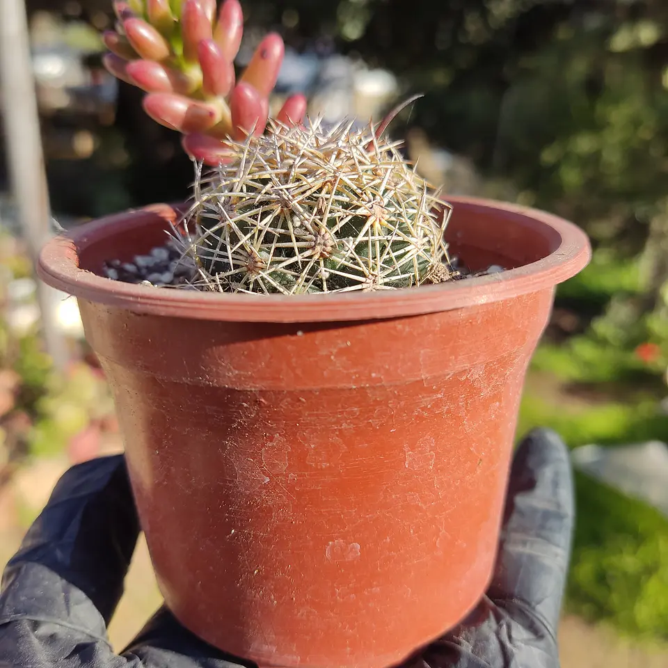 Cactus NN 3