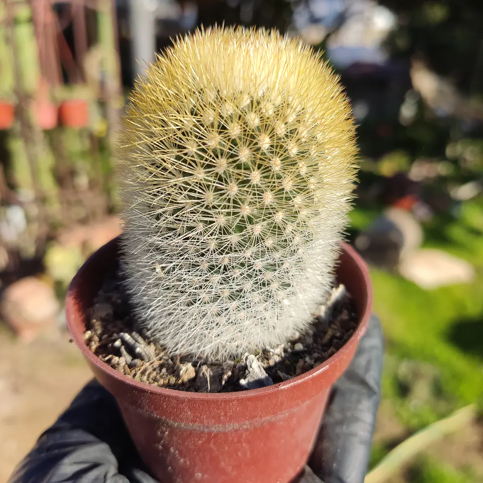 Mammillaria pilcayensis 2