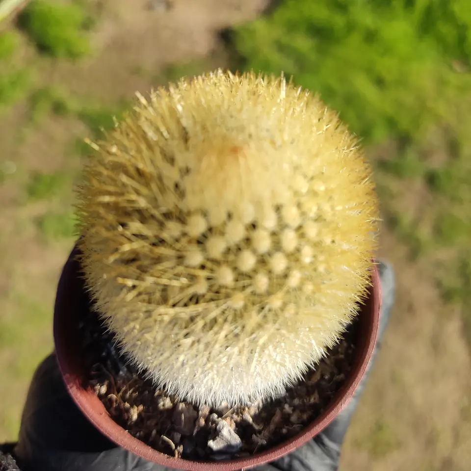 Mammillaria pilcayensis 3