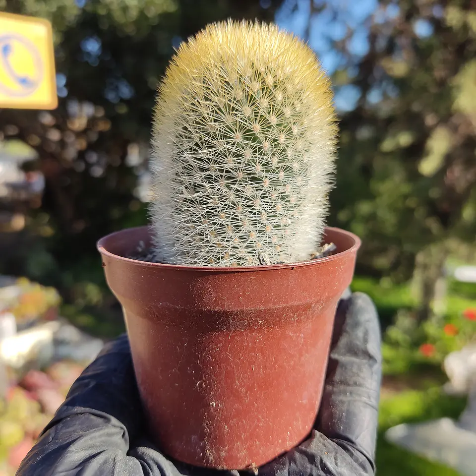 Mammillaria pilcayensis 1