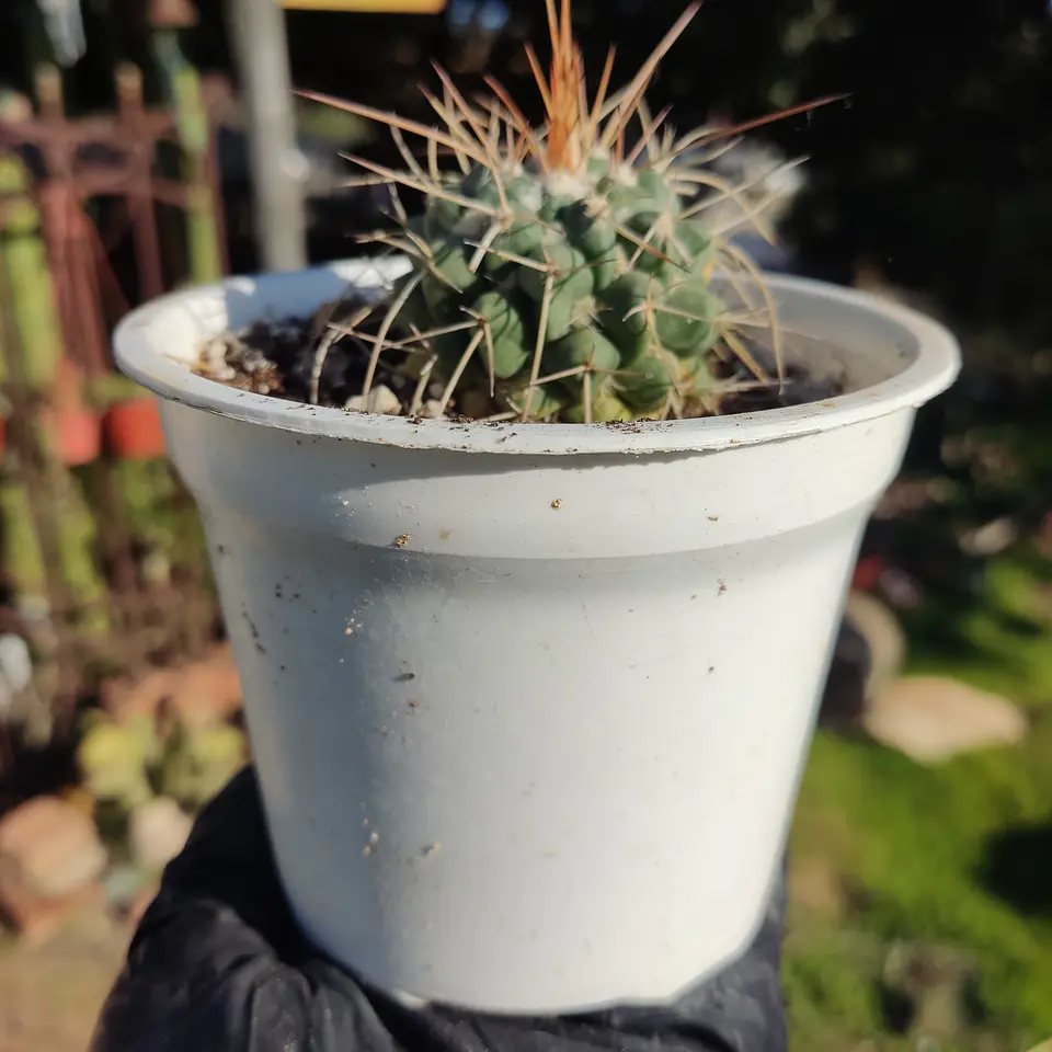Mammilaria Compressa 3