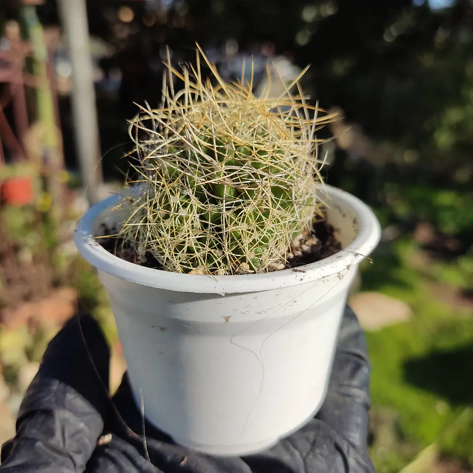 Mammillaria decipiens 1