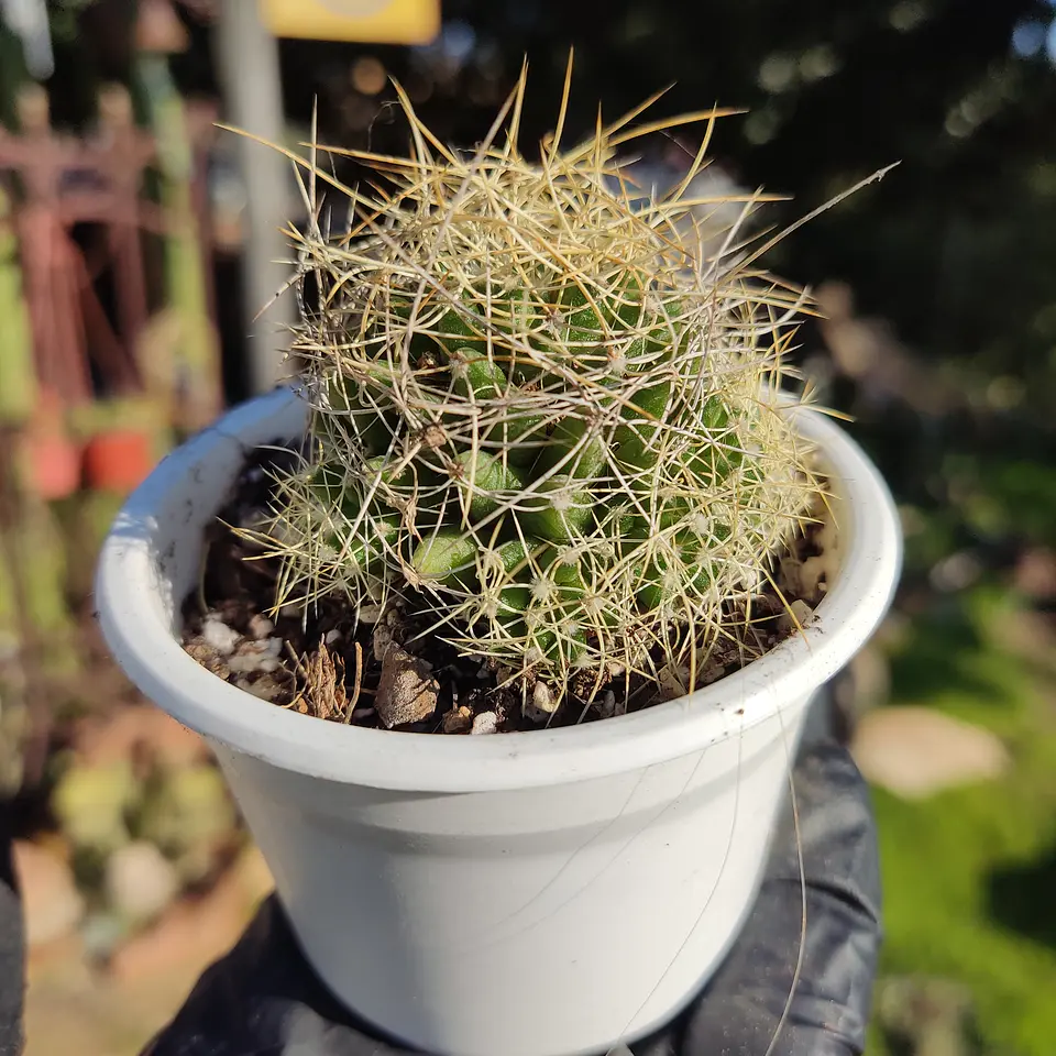 Mammillaria decipiens 2