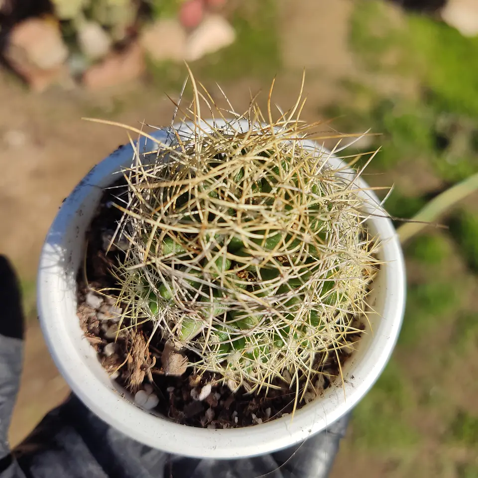 Mammillaria decipiens 3