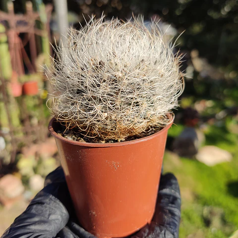 Eriosyce senilis