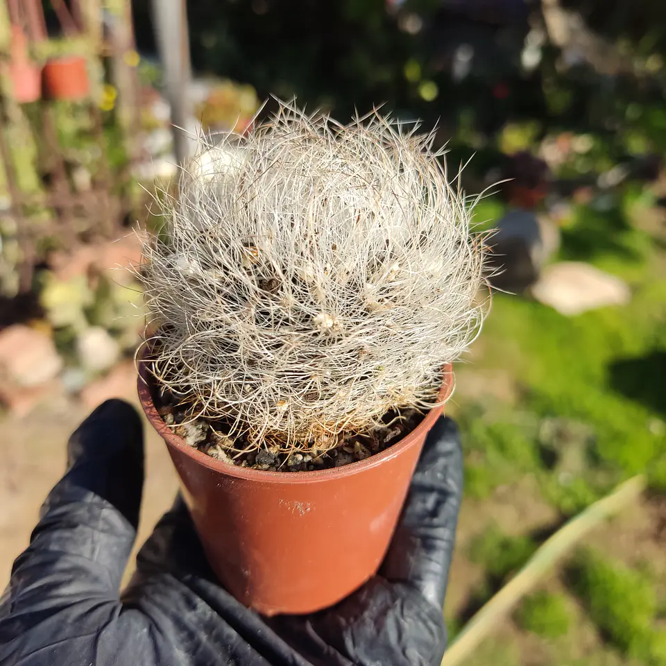 Eriosyce senilis 3