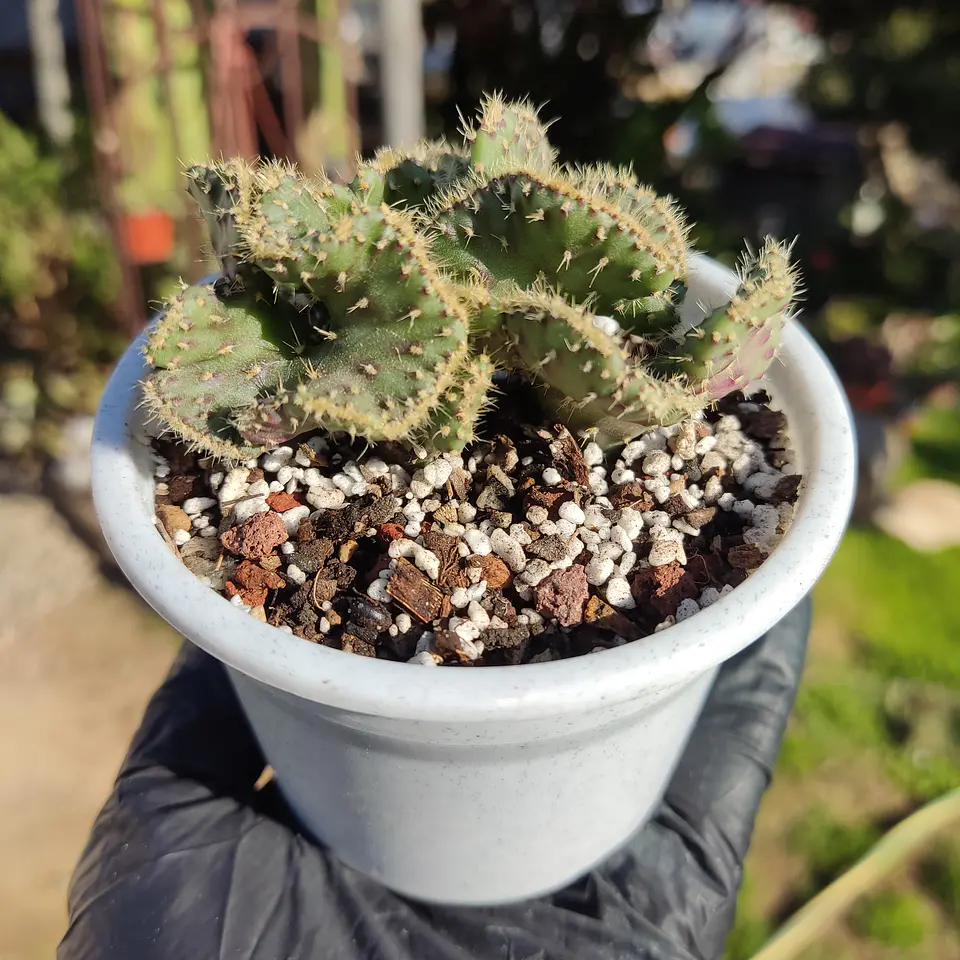 Opuntia cylindrica f. cristata 1