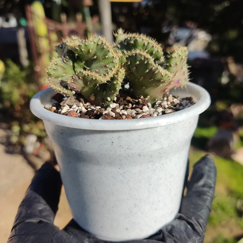 Opuntia cylindrica f. cristata 2
