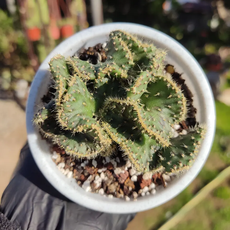 Opuntia cylindrica f. cristata 3