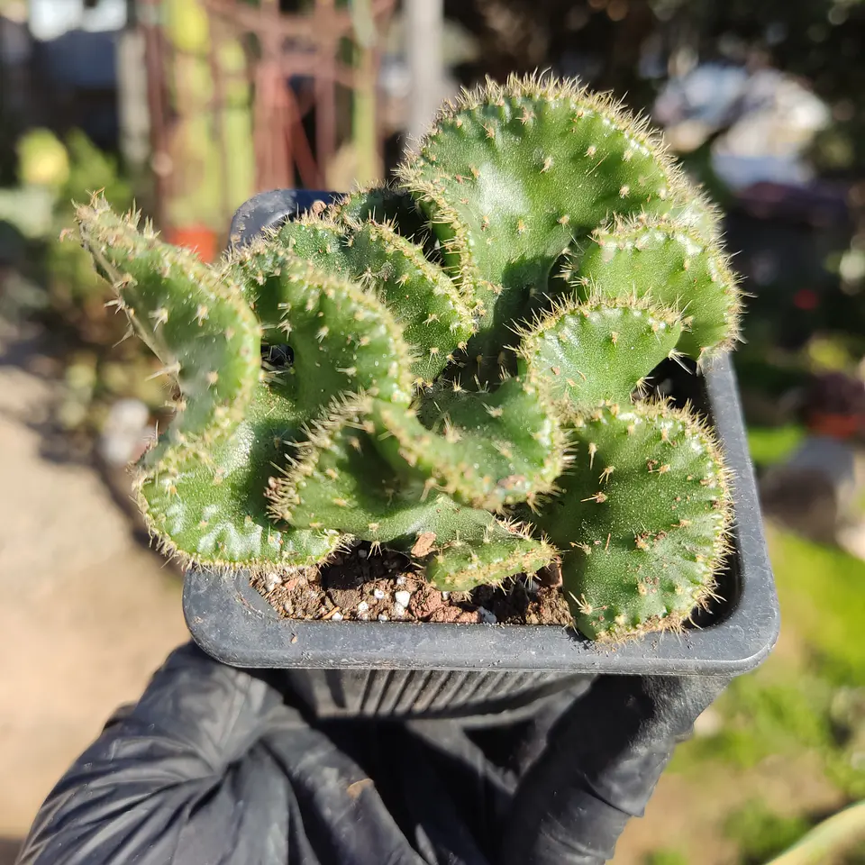 Austrocylindropuntia subulata f. crestada 1