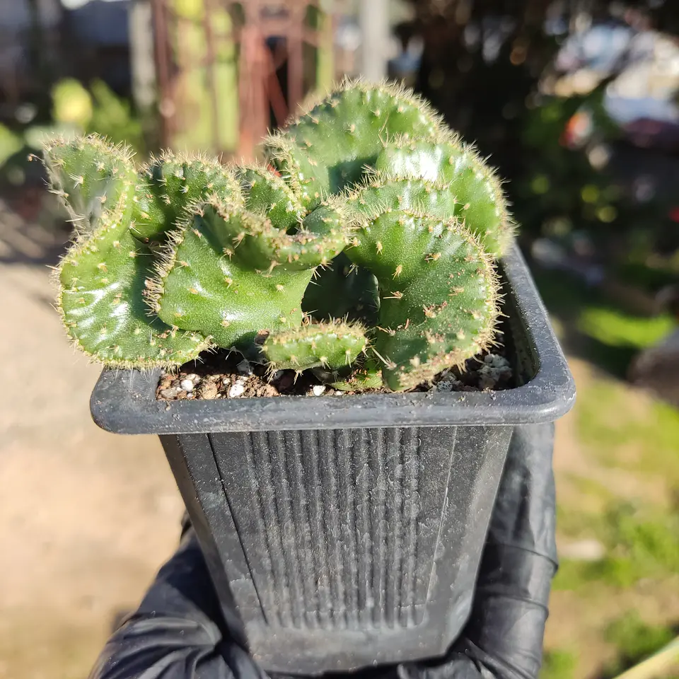 Austrocylindropuntia subulata f. crestada 2