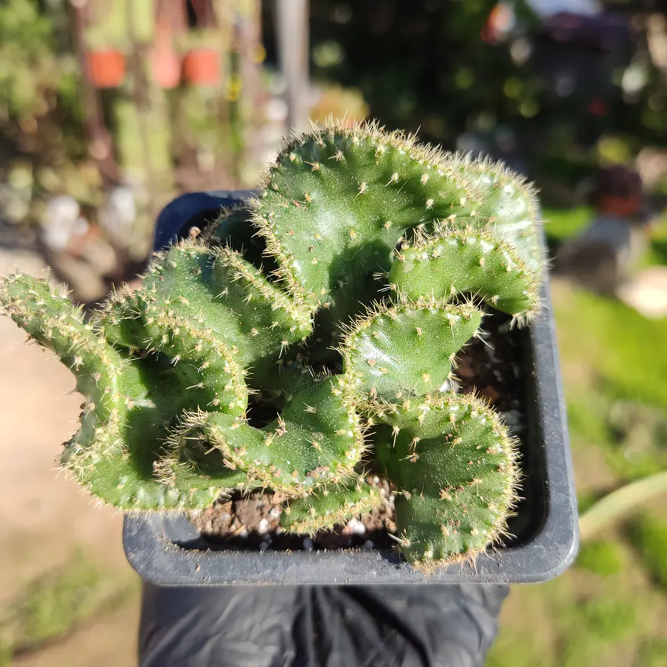 Austrocylindropuntia subulata f. crestada 3