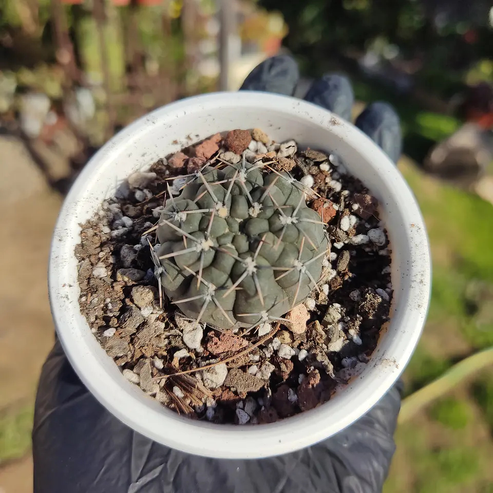 Gymnocalycium sp. 2