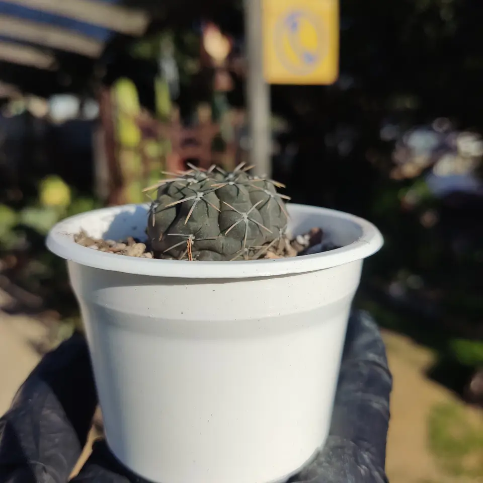 Gymnocalycium sp. 3