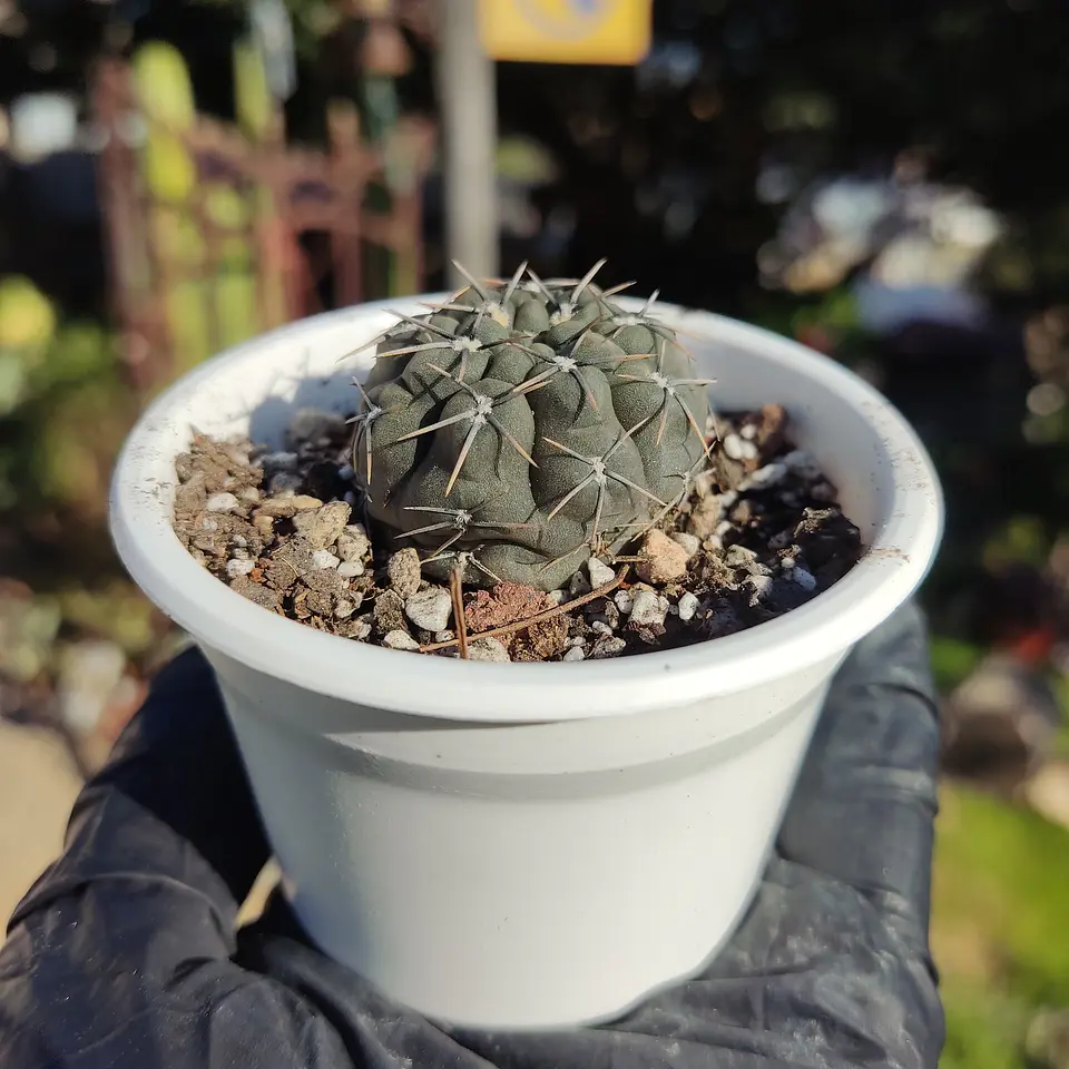 Gymnocalycium sp. 1