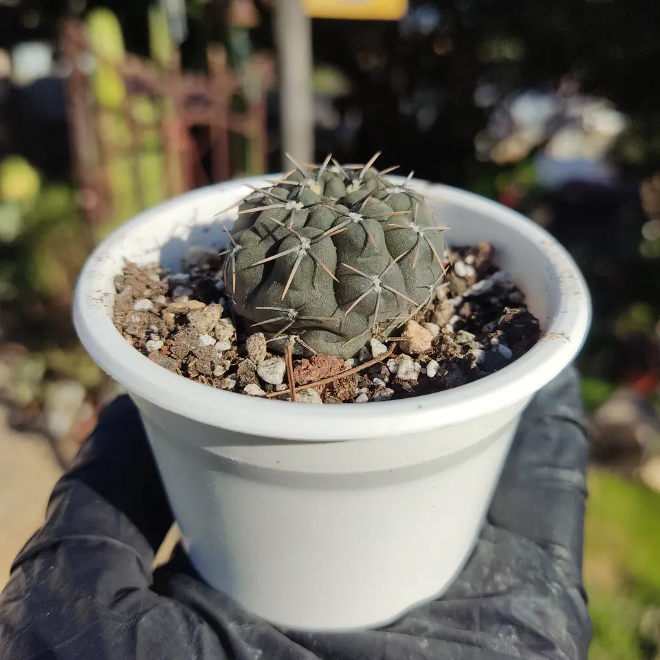 Gymnocalycium sp. 4