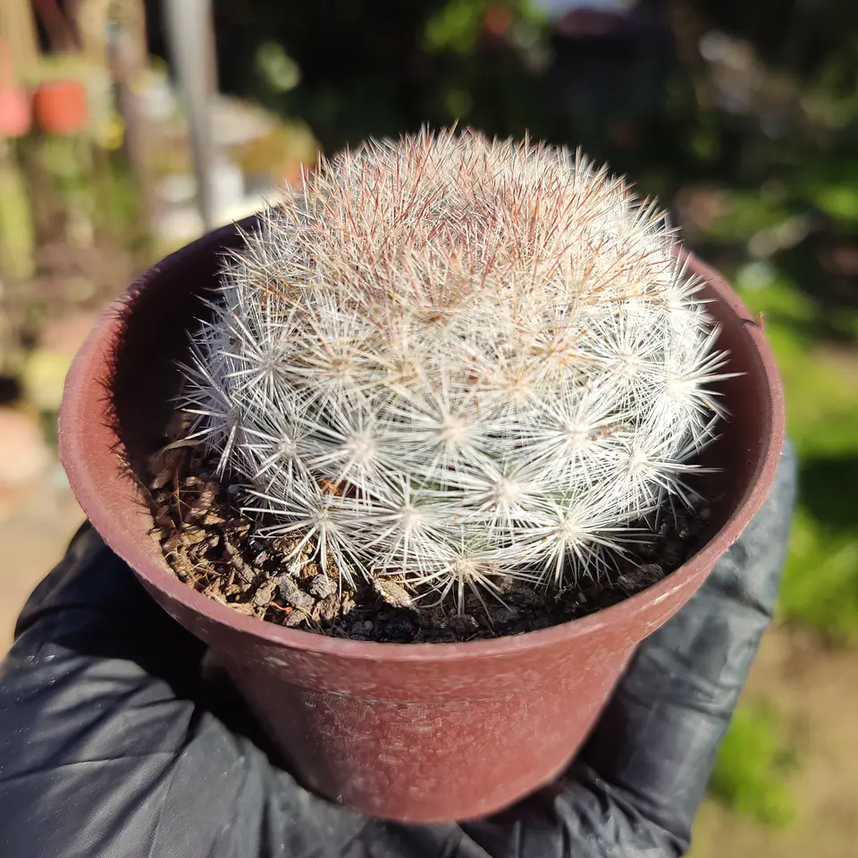 Mammillaria Candida 1