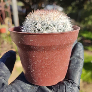 Mammillaria Candida
