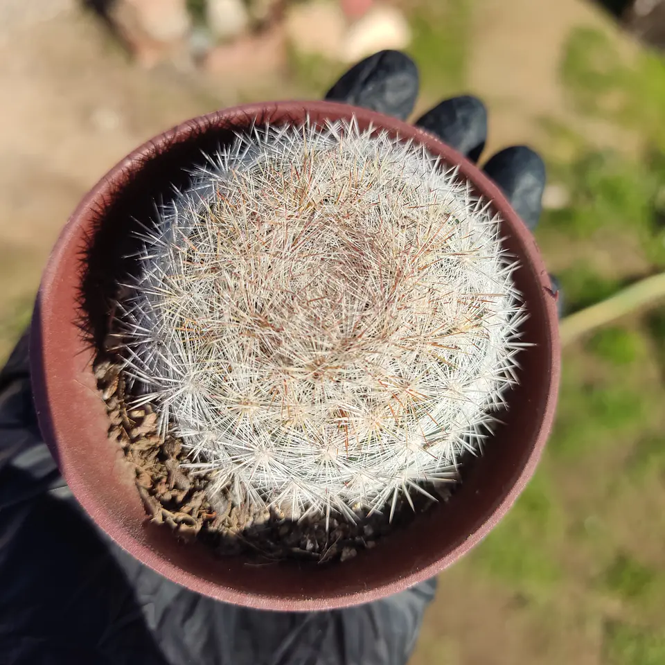 Mammillaria Candida 3