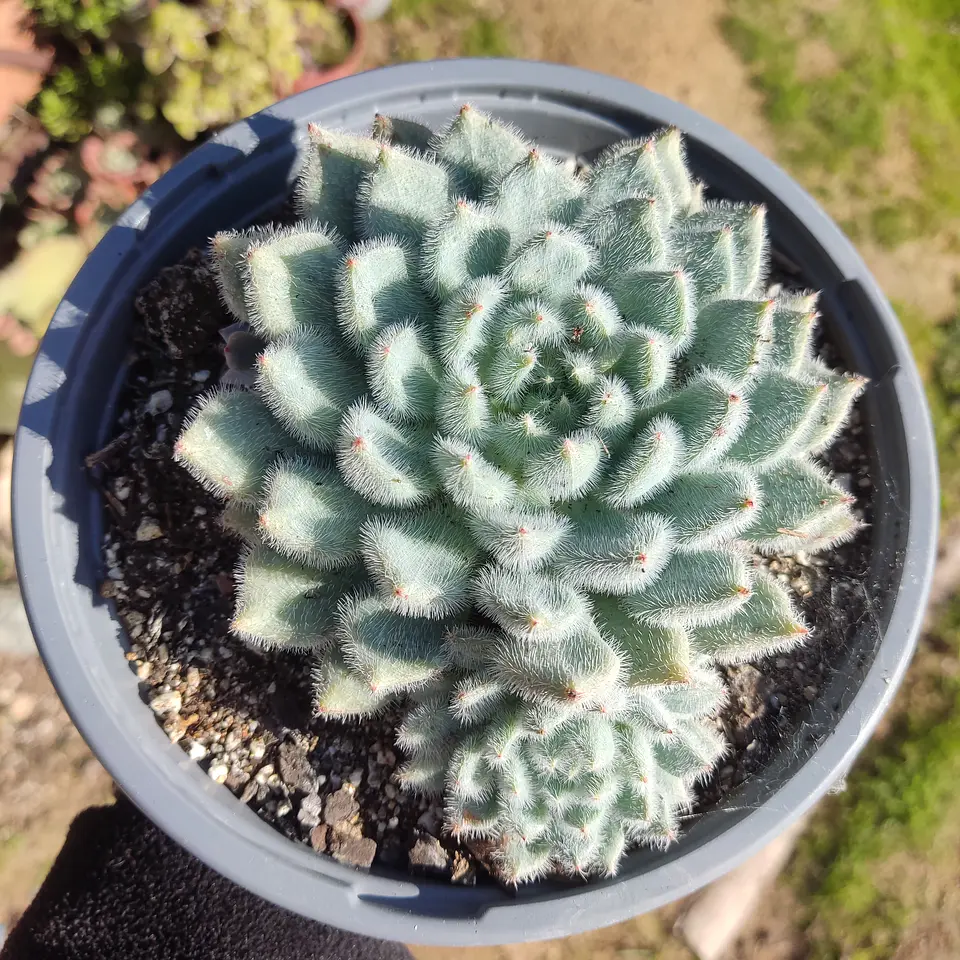 Echeveria Setosa Var. Minor  1