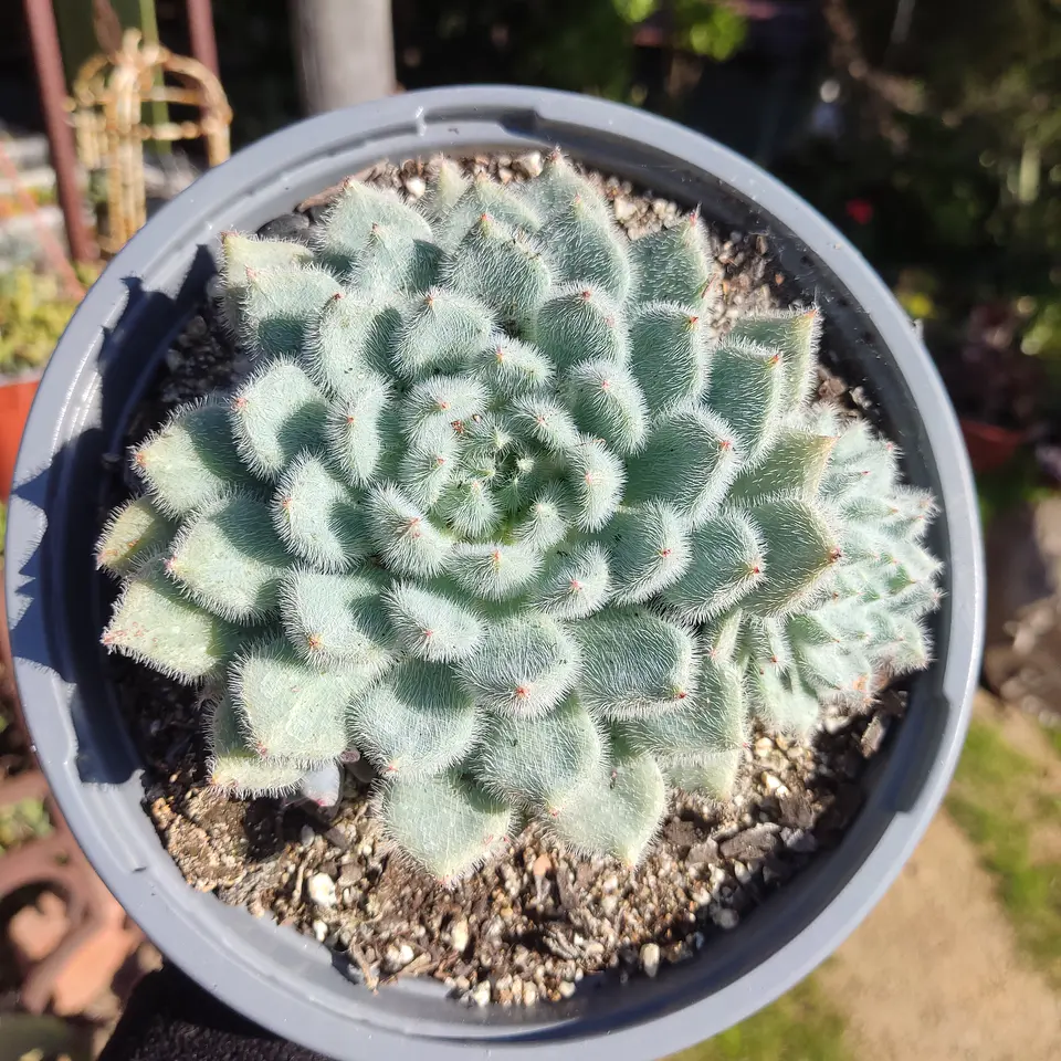 Echeveria Setosa Var. Minor  3