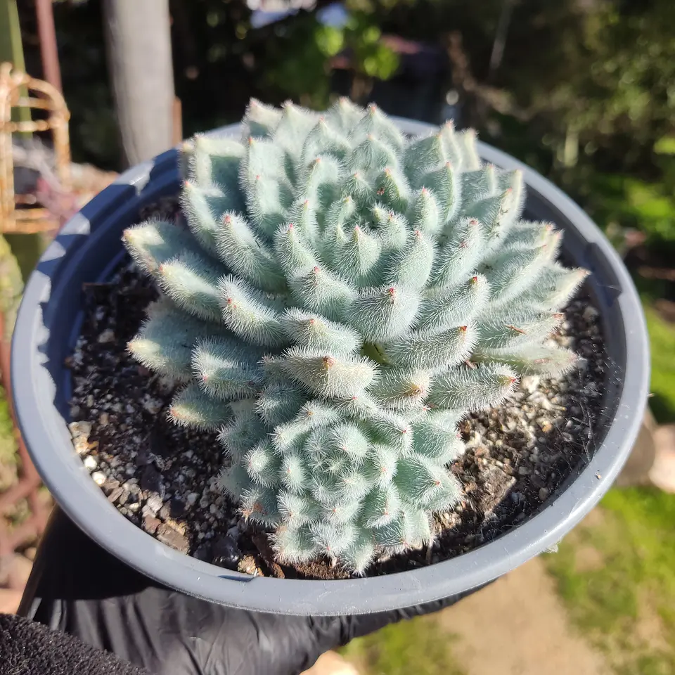 Echeveria Setosa Var. Minor  2