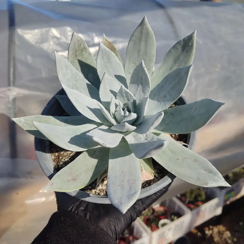 Dudleya Brittonii 2