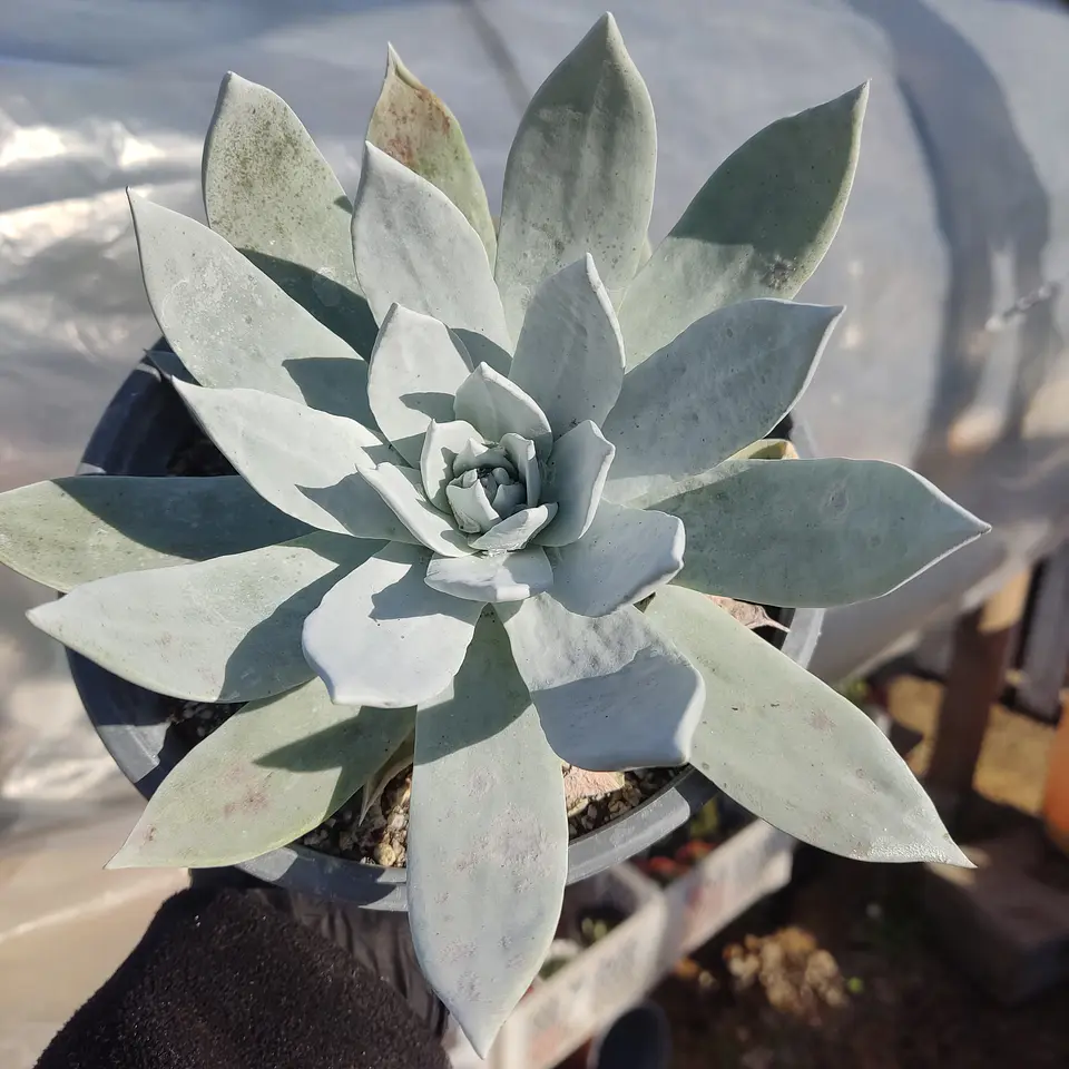 Dudleya Brittonii 1