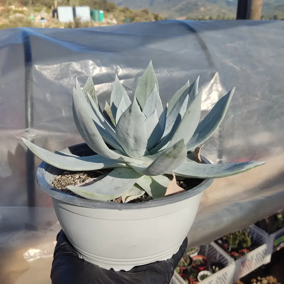 Dudleya Brittonii 3