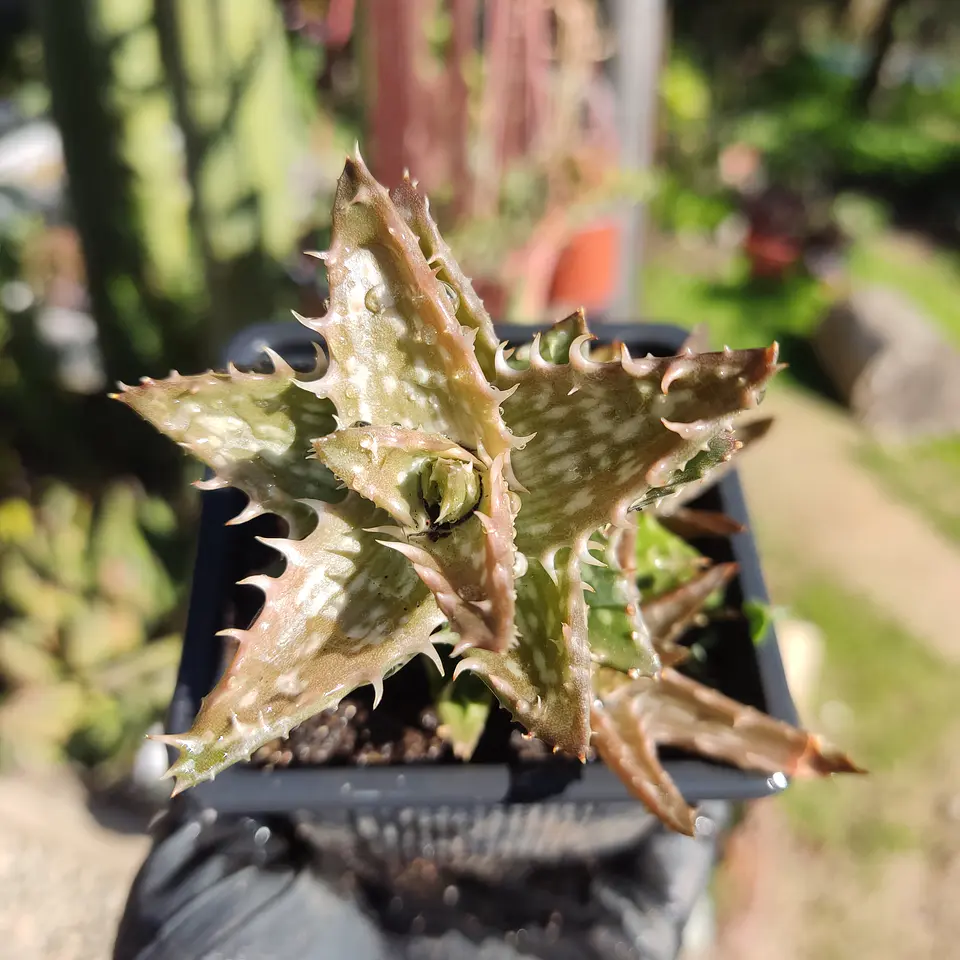 Aloe Juvenna 1