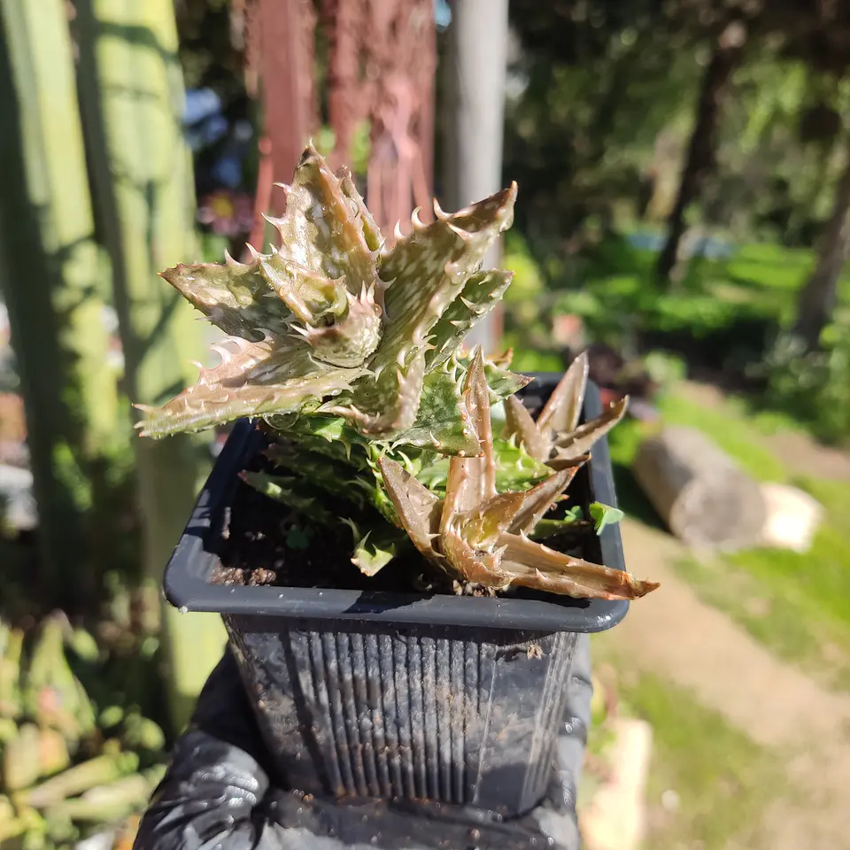 Aloe Juvenna 2
